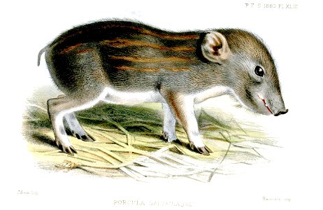 PorculaSalvaniaSmit