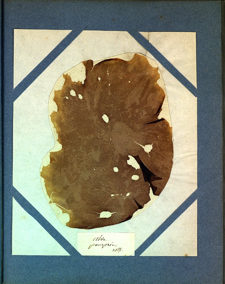 Porphyra purpurea