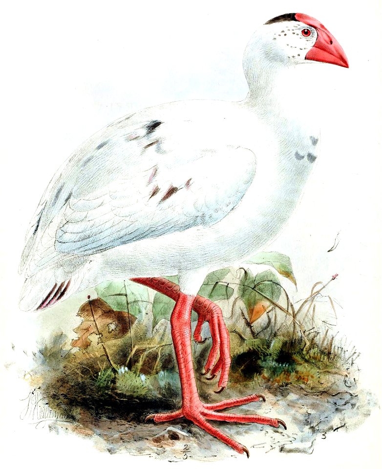 PorphyrioStanleyiKeulemans