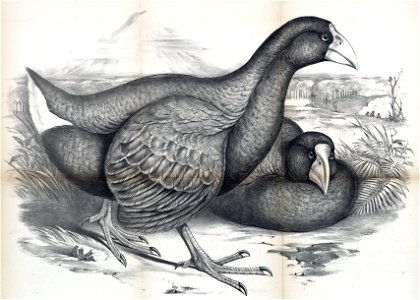 Porphyrio mantelli
