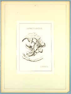 Portfolio, Historic Ornament, ca. 1900 (CH 18649677). Free illustration for personal and commercial use.
