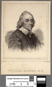 Portrait of William Harvey, M.D (4672896)