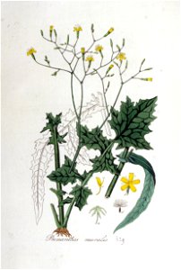 Prenanthes muralis — Flora Batava — Volume v5