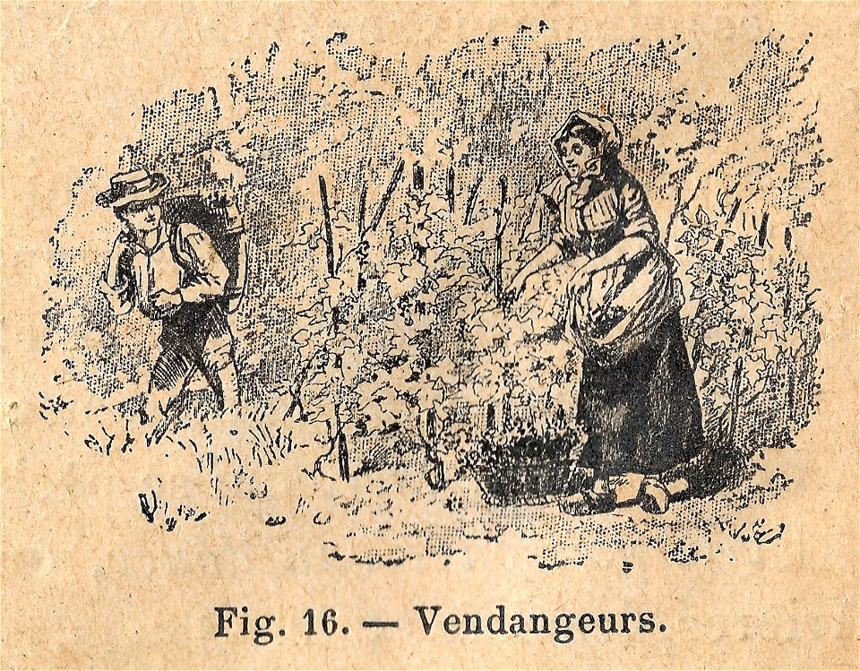 Premières Leçons de choses usuelles - fig16