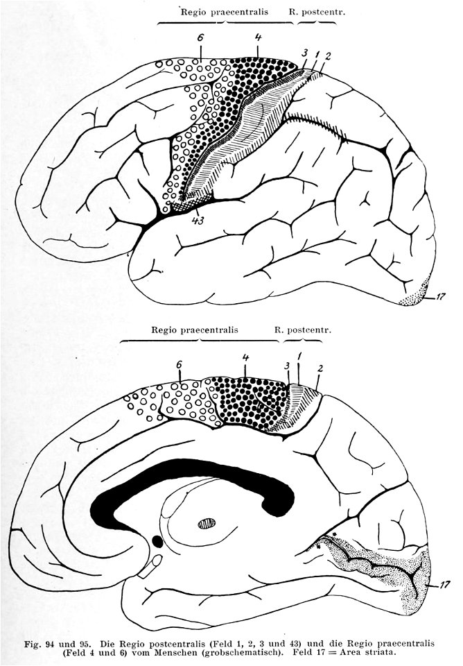 Precentral and postcentral gyri in human (K. Brodmann, 1909, p. 153, Fig. 94-95)