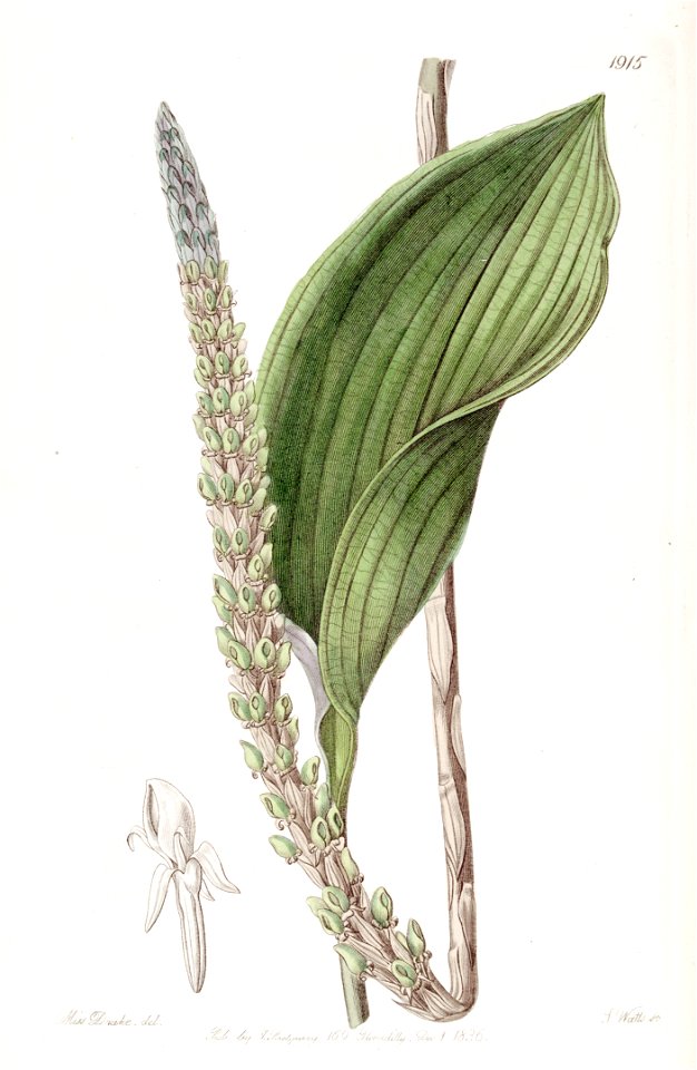 Prescottia stachyodes (as Prescottia colorans) - Edwards vol 22 pl 1915 (1836)