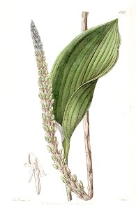 Prescottia stachyodes (as Prescottia colorans) - Edwards vol 22 pl 1915 (1836). Free illustration for personal and commercial use.
