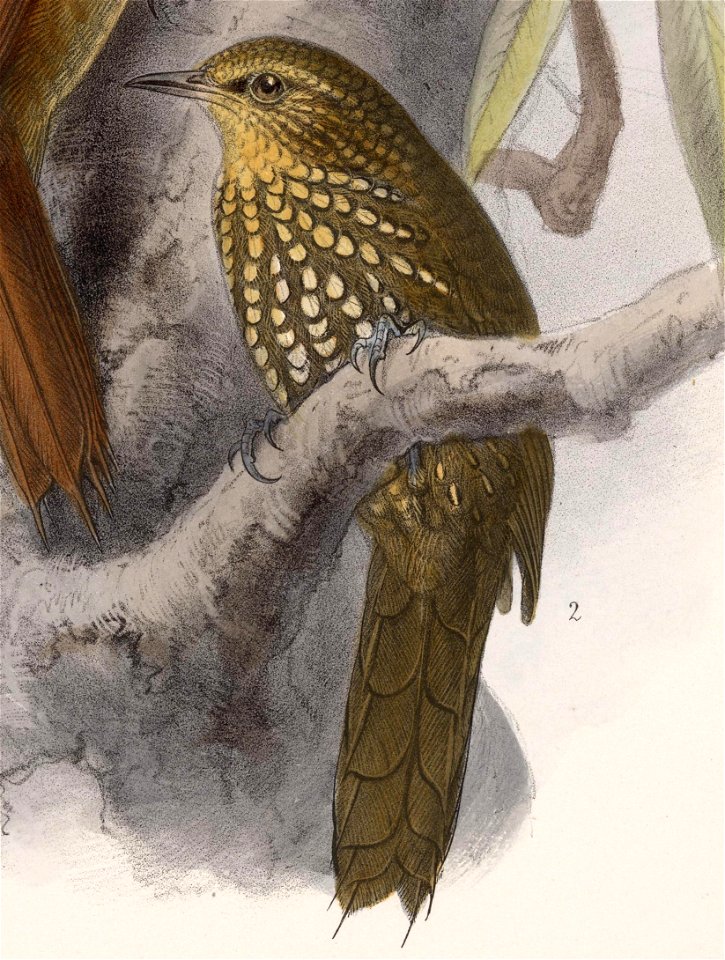 Premnoplex brunnescens 1902