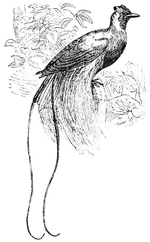 PSM V05 D579 Red bird of paradise