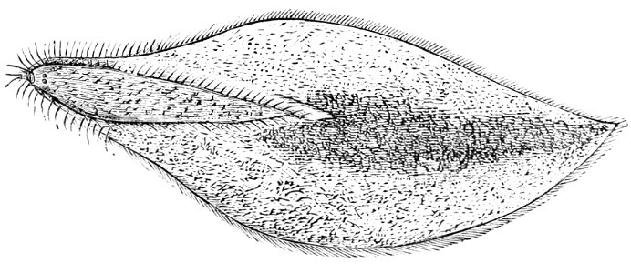 PSM V05 D671 Paramecium caudatum