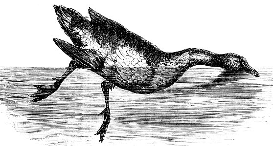 PSM V01 D367 Duck wounded in the right cerebellum
