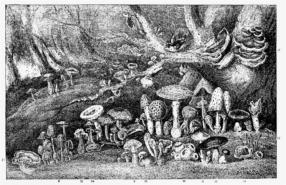 PSM V07 D140 Convention of the toadstool family