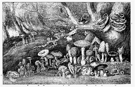 PSM V07 D140 Convention of the toadstool family