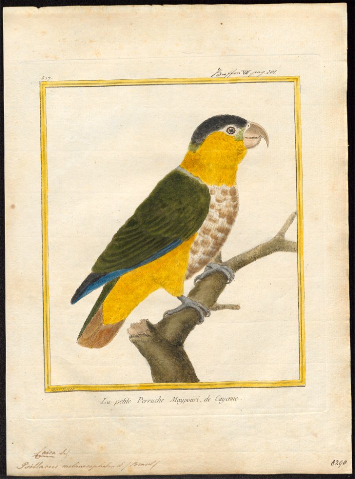 Psittacus melanocephalus - 1700-1880 - Print - Iconographia Zoologica - Special Collections University of Amsterdam - UBA01 IZ18600071