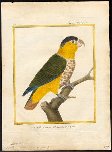 Psittacus melanocephalus - 1700-1880 - Print - Iconographia Zoologica - Special Collections University of Amsterdam - UBA01 IZ18600071