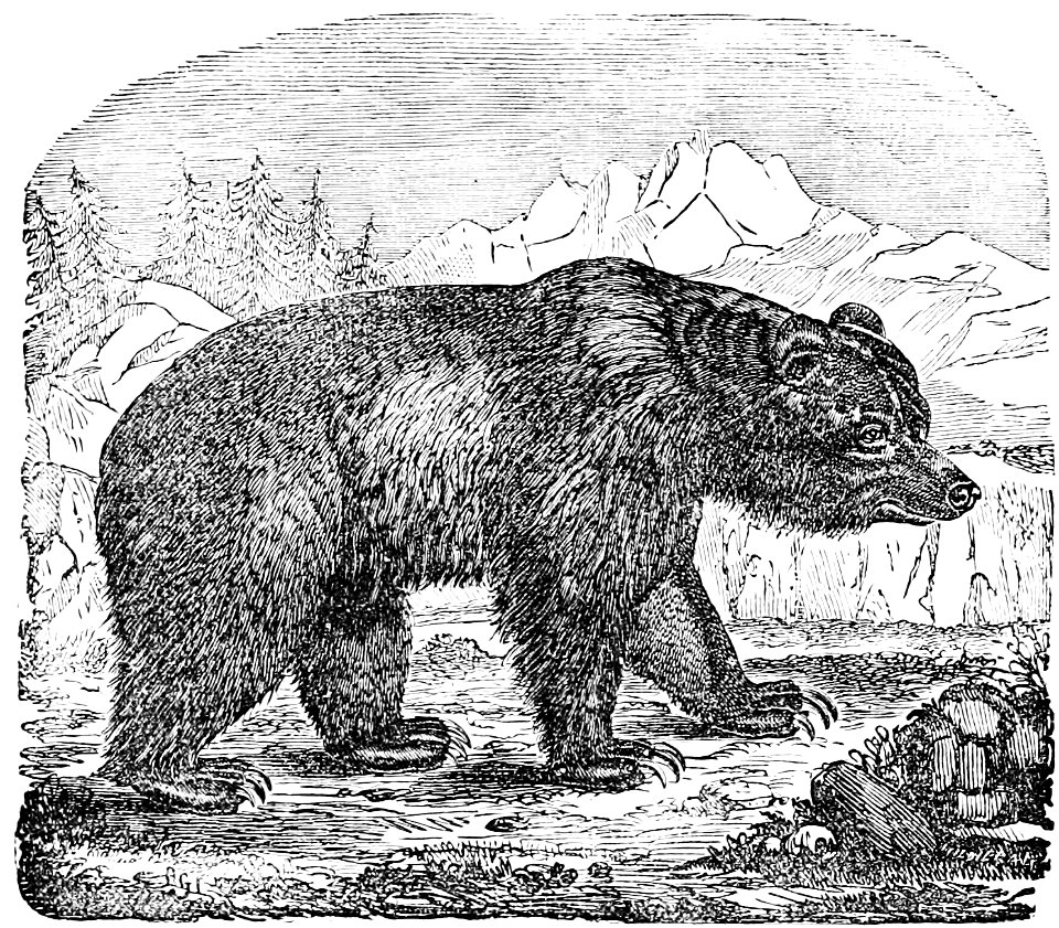 PSM V02 D152 Brown bear