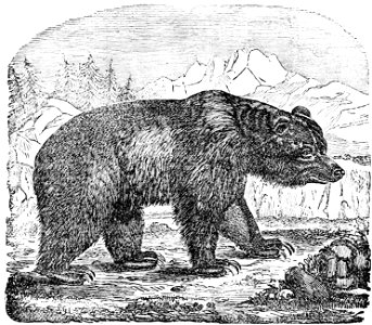 PSM V02 D152 Brown bear