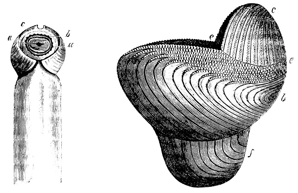 PSM V13 D418 Teredo dorsal and posterior openings 2