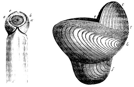 PSM V13 D418 Teredo dorsal and posterior openings 2