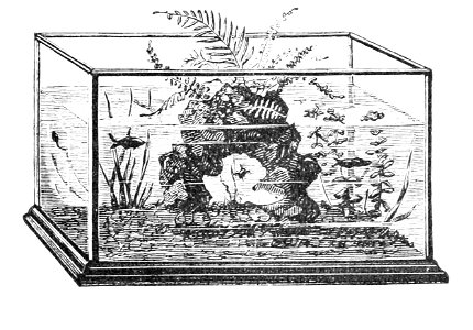 PSM V05 D712 Fresh water aquarium