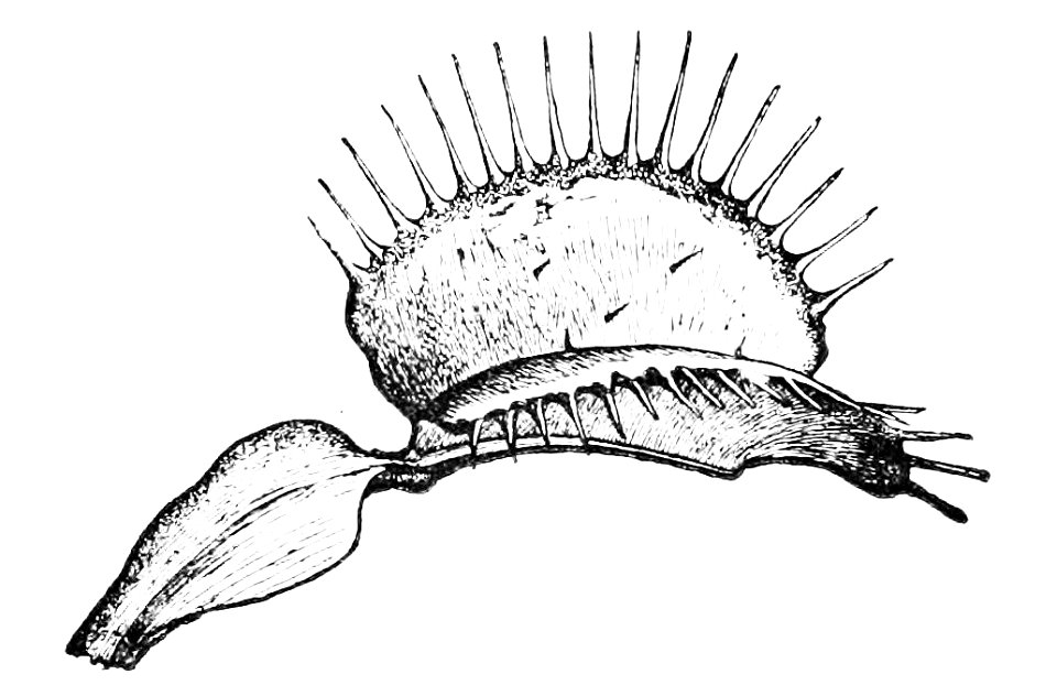 PSM V08 D065 Dionaea muscipula