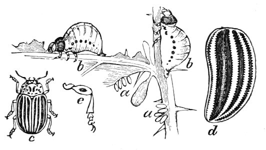 PSM V07 D727 Bogus colorado potato beetle