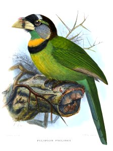 Psilopogon pyrolophus Keulemans