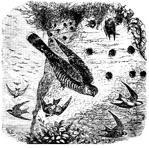 PSM V07 D330 Biography of a bank swallow