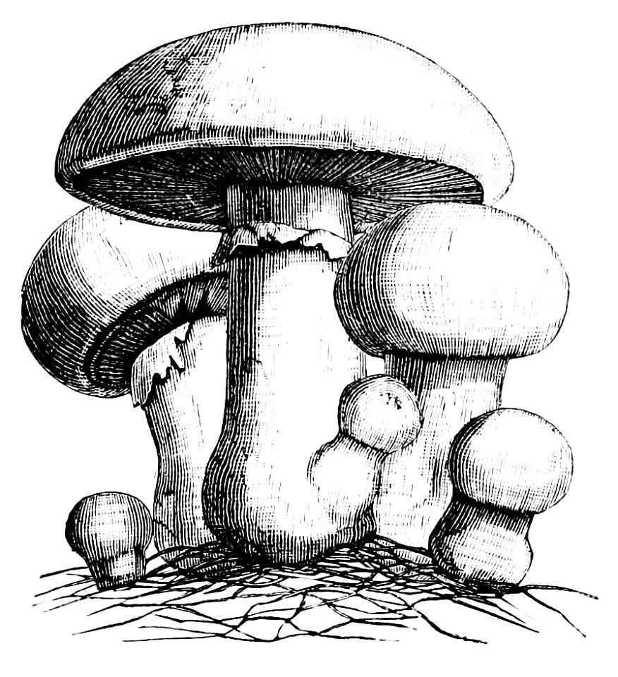 PSM V07 D144 Common meadow mushroom