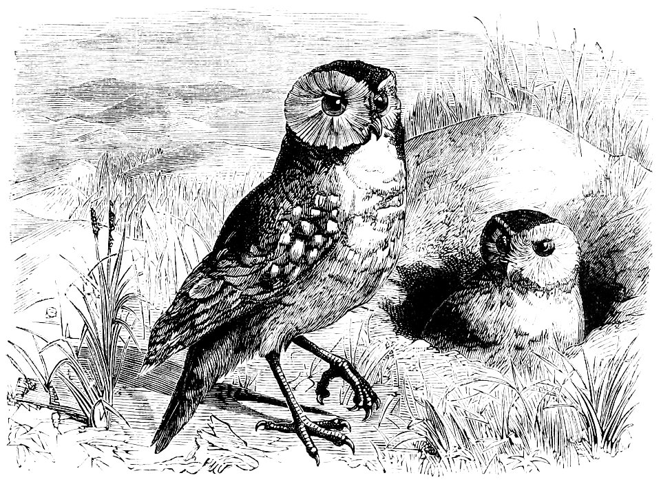 PSM V11 D163 The american burrowing owl