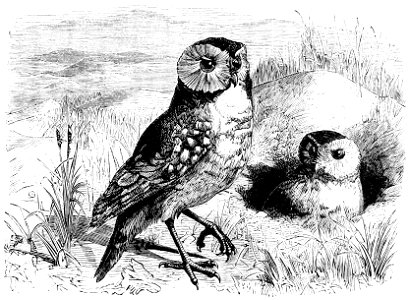 PSM V11 D163 The american burrowing owl