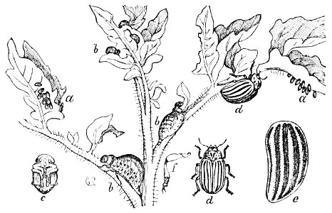 PSM V07 D724 Colorado potato beetle
