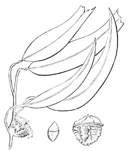 PSM V12 D688 Eucalyptus globulus