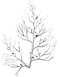 PSM V08 D067 Utricularia neglecta 1