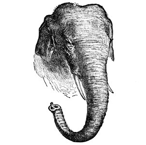PSM V02 D156 Asiatic elephant