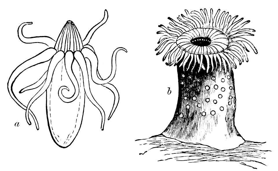 PSM V07 D013 Arachnactis albida