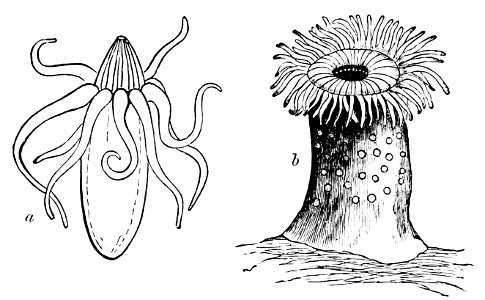 PSM V07 D013 Arachnactis albida
