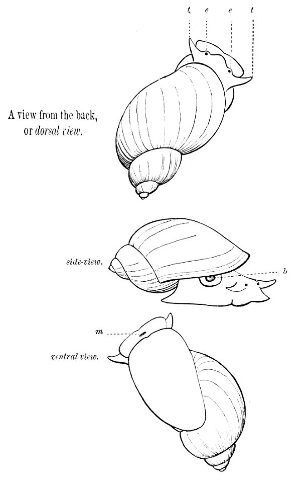 PSM V07 D583 Fresh water snail views