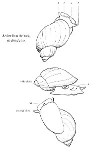 PSM V07 D583 Fresh water snail views