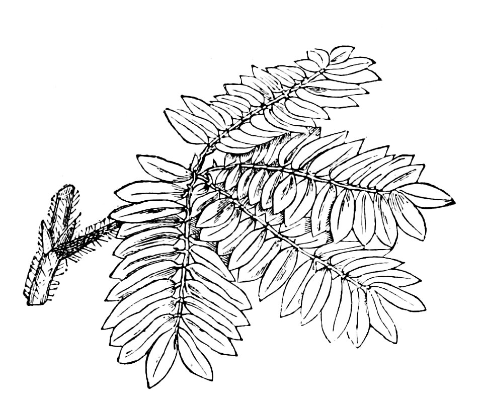 PSM V02 D303 Mimosa sensitiva