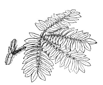 PSM V02 D303 Mimosa sensitiva