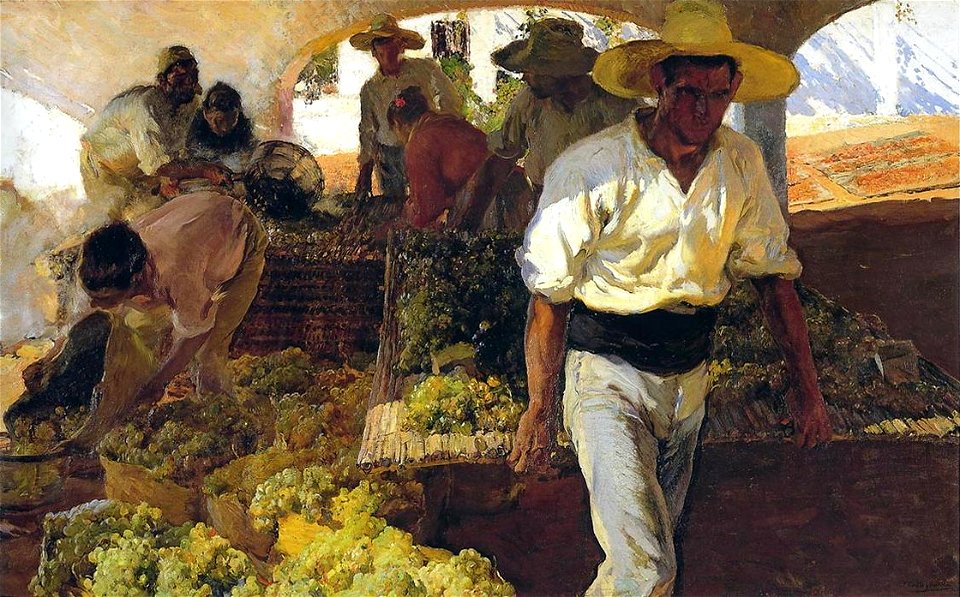 Preparación de la pasa ( transportando la uva , Jávea )