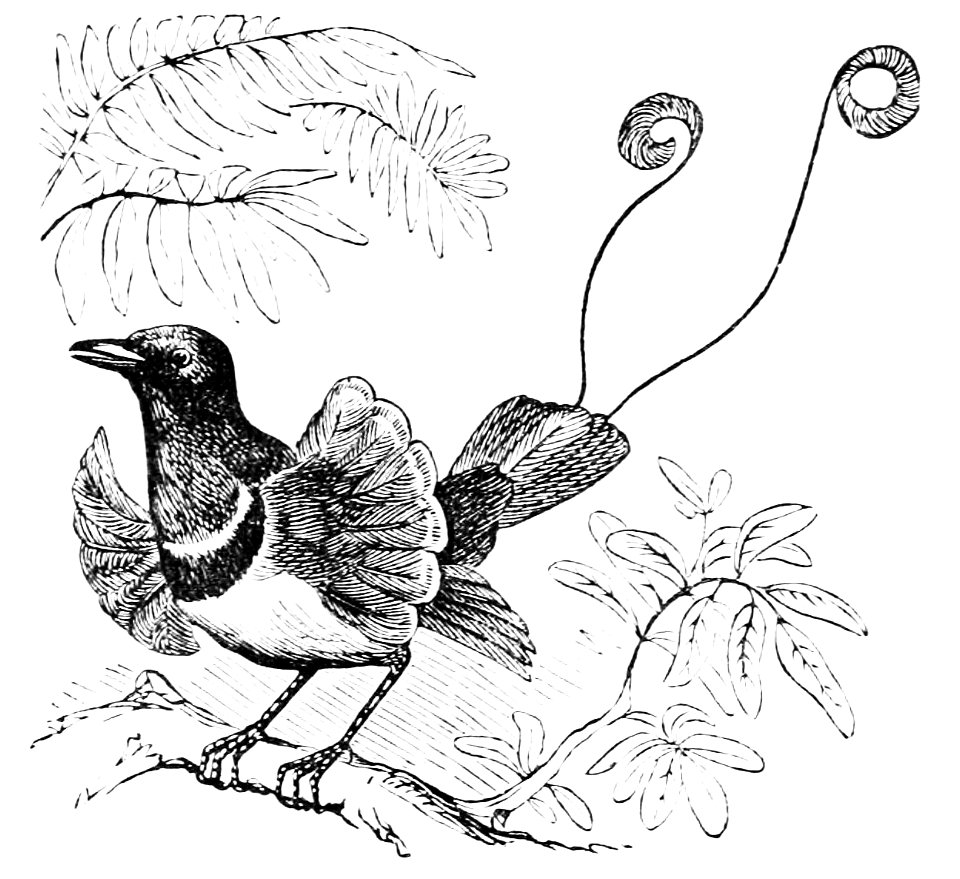 PSM V05 D581 King bird of paradise
