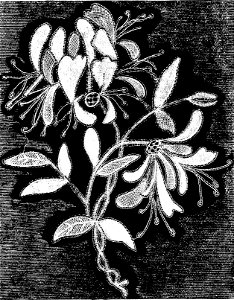 PSM V08 D556 Honeysuckle sprig of modern honiton