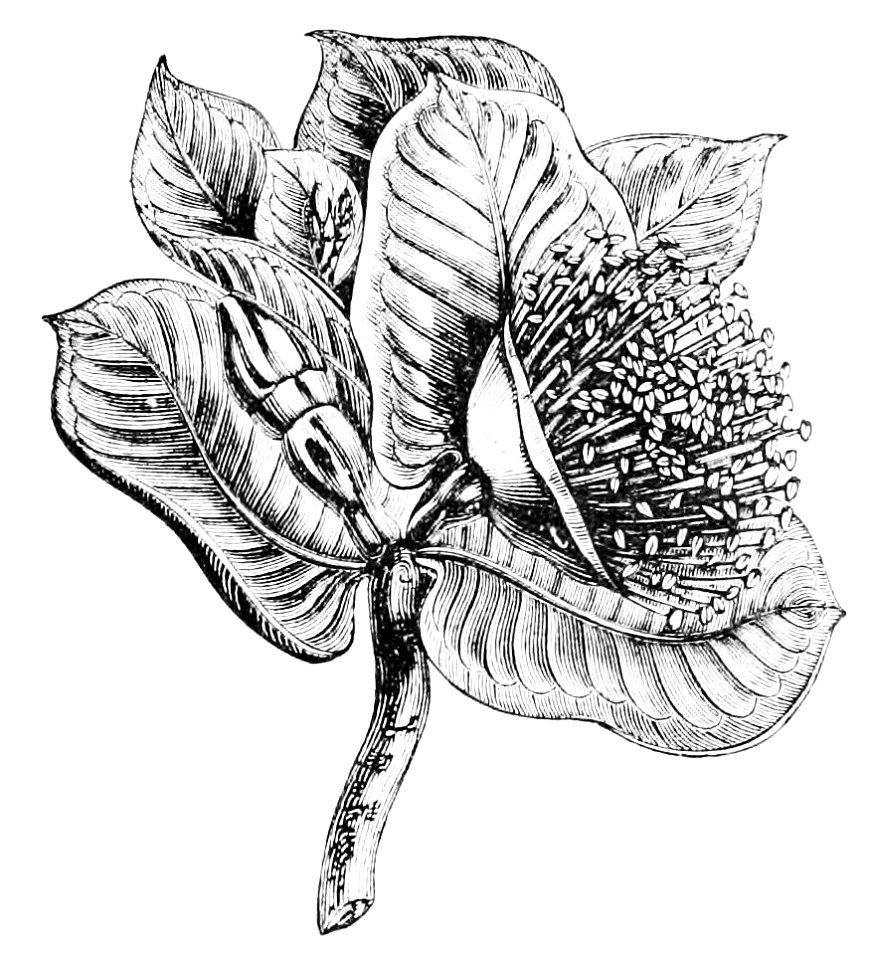 PSM V12 D687 Eucalyptus macrocarpa