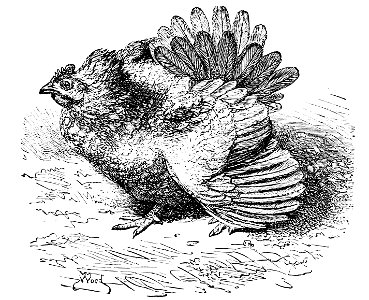 PSM V02 D460 Protective hen