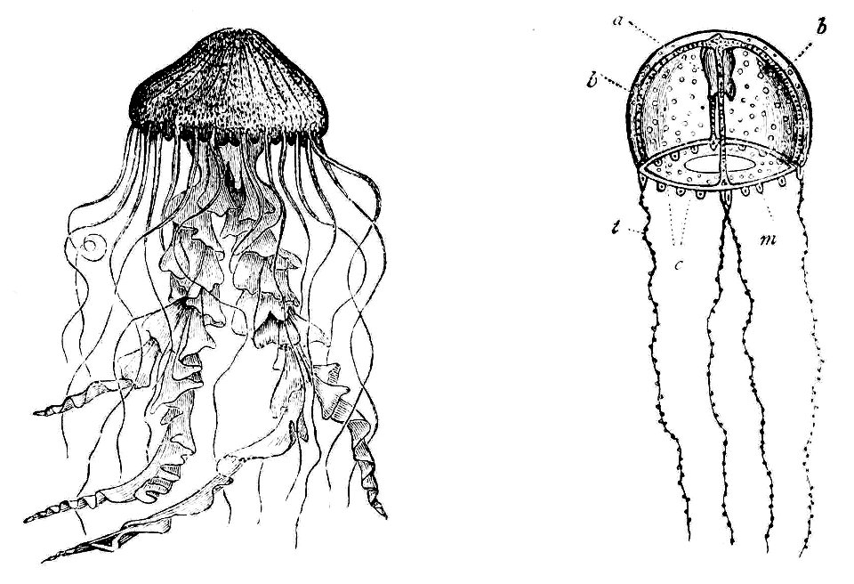 PSM V16 D661 Medusa and campanularida