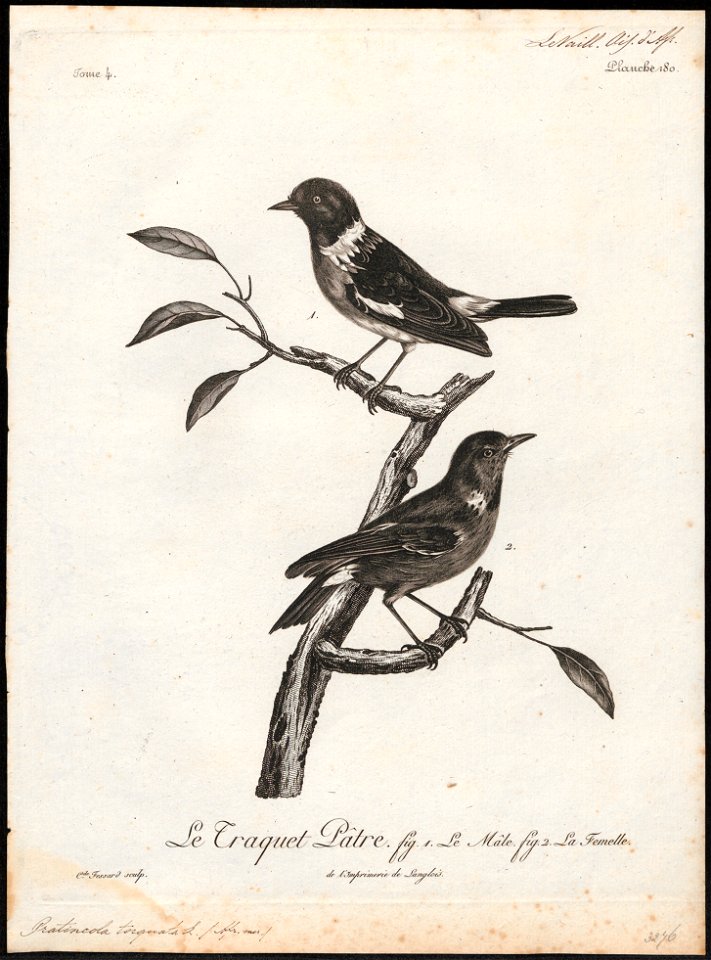 Pratincola torquata - 1796-1808 - Print - Iconographia Zoologica - Special Collections University of Amsterdam - UBA01 IZ16200358