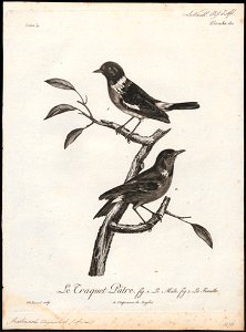 Pratincola torquata - 1796-1808 - Print - Iconographia Zoologica - Special Collections University of Amsterdam - UBA01 IZ16200358