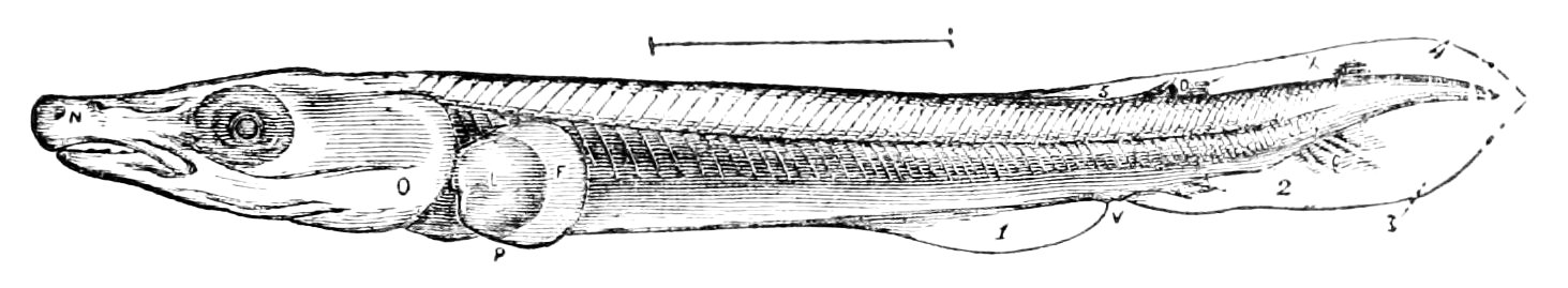 PSM V11 D201 Smallest gar pike